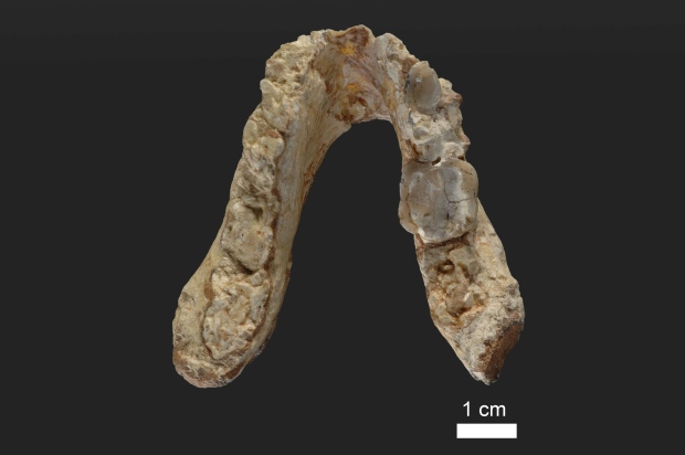 early-human-jaw
