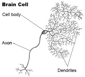 4356-brain-cell1