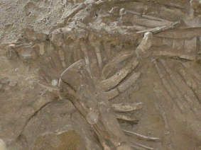 ELEFANTAS_PERDIKKA_1