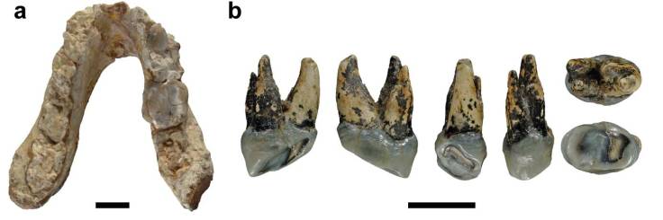 graecopithecus-fuss-mandible-p4.jpg