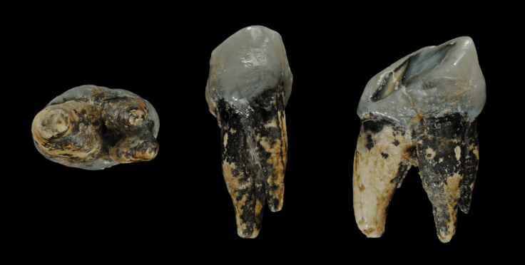 Graecopithecus_tooth.png