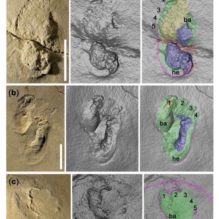 trachilos-hominin-print 5.jpg