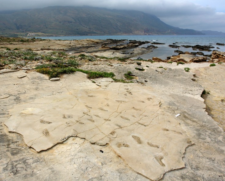 trachilos-hominin-print 6.jpg