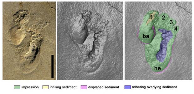 The oldest (5.7 Ma) human (hominin) footprint discovered in Crete ...