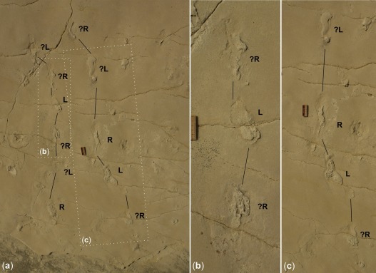 trachilos-hominin-print 9