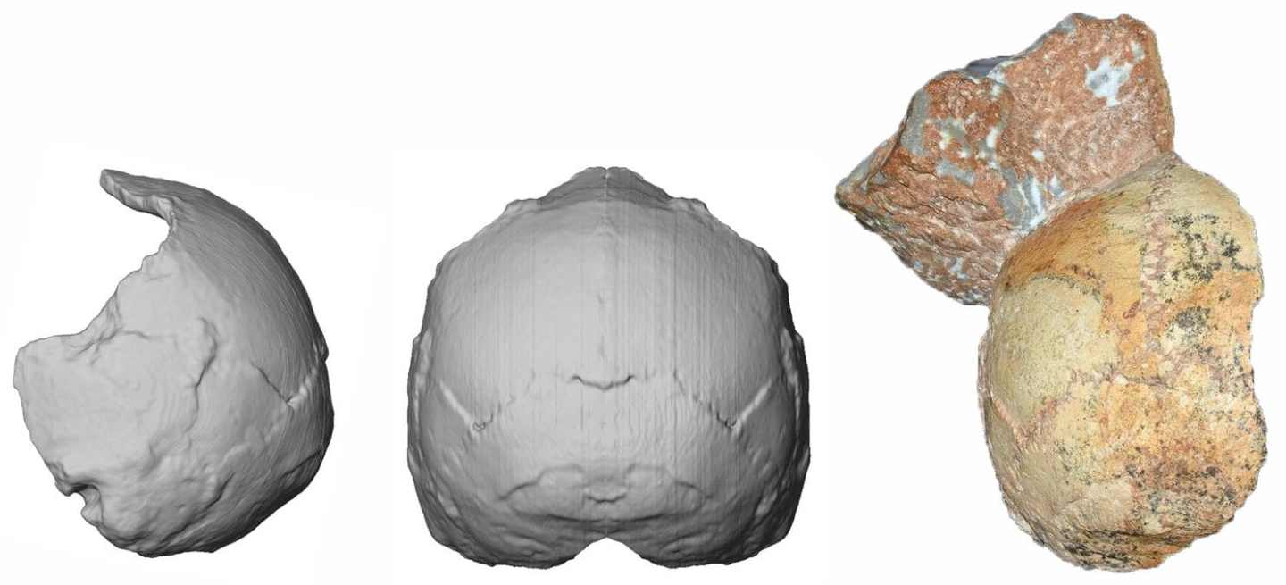 The ‘Apidima 1’ skull fragment from Mani, Greece; the oldest (over ...