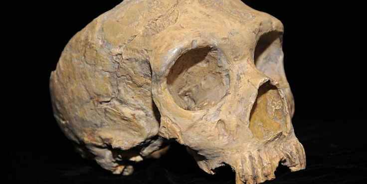 neanderthal-skull-discovered-in-1848-in-gibraltar.jpeg