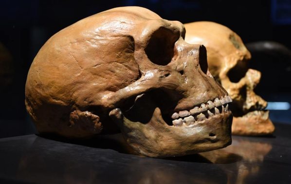Neanderthal-verses-human-skull_0