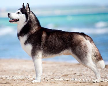 siberian dog