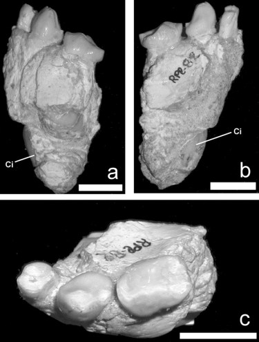 1-s2.0-S0047248404000624-gr1