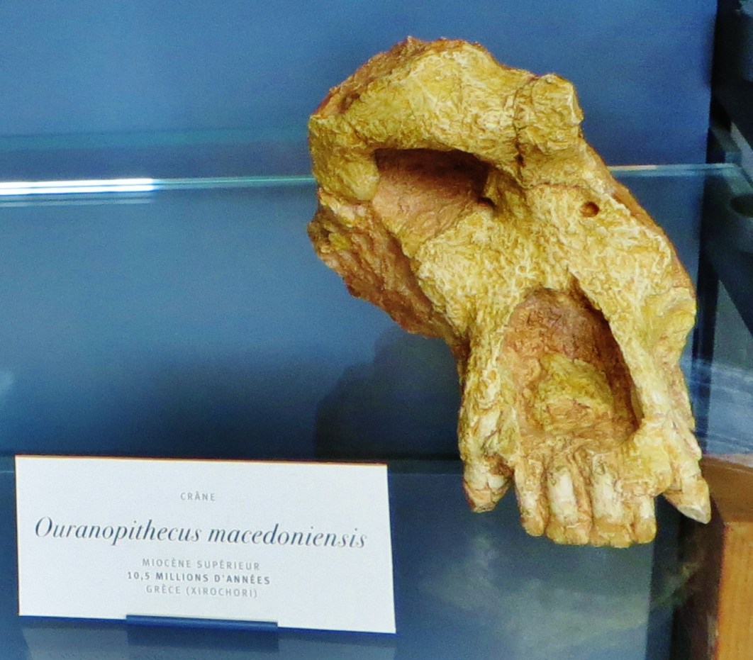 Ouranopithecus_macedoniensis_skull.jpg