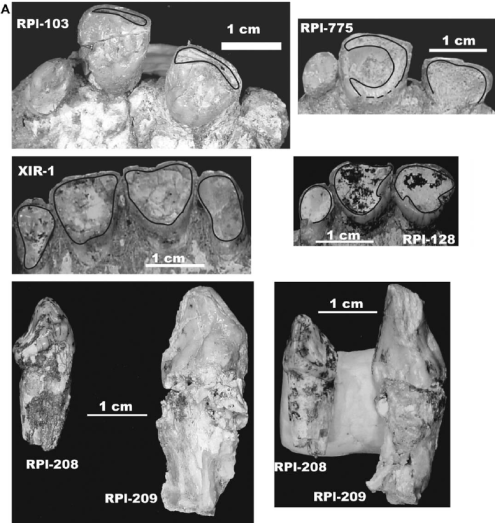 Upper-tooth-rows-of-Ouranopithecus-macedoniensis-in-various-wearing-stages-The-lines