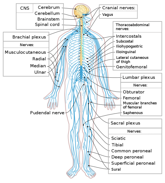 Human nervous system